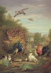 Pavo real y conejos en un paisaje
